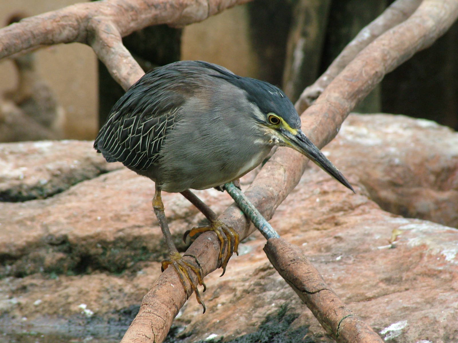 Striated Heron at Oceanografic, 29/05/11