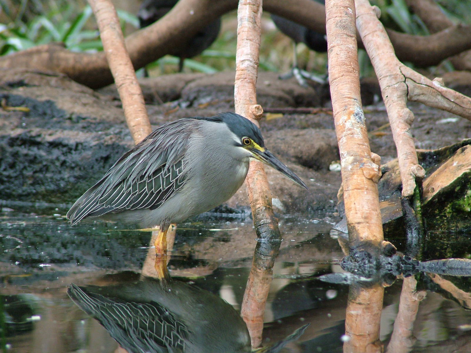 Striated Heron at Oceanografic, 29/05/11