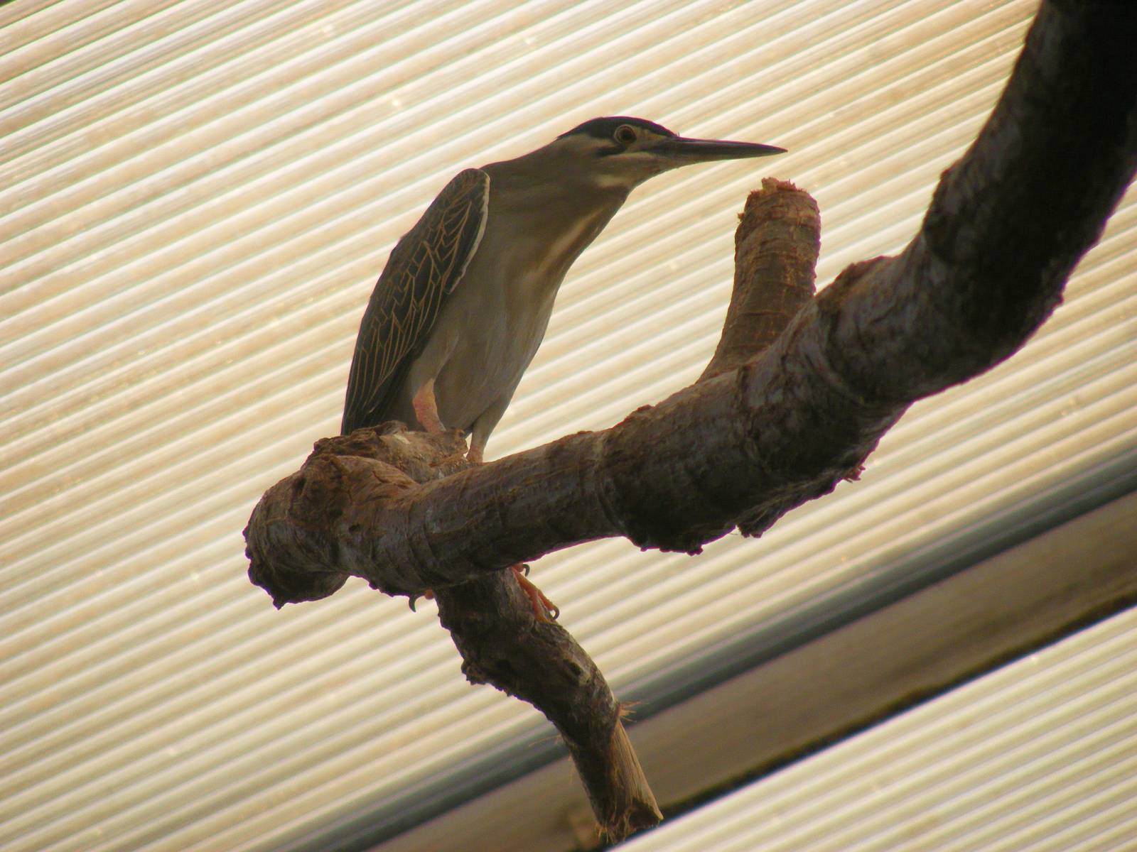 Striated heron at Twycross Zoo, 30 April 2011