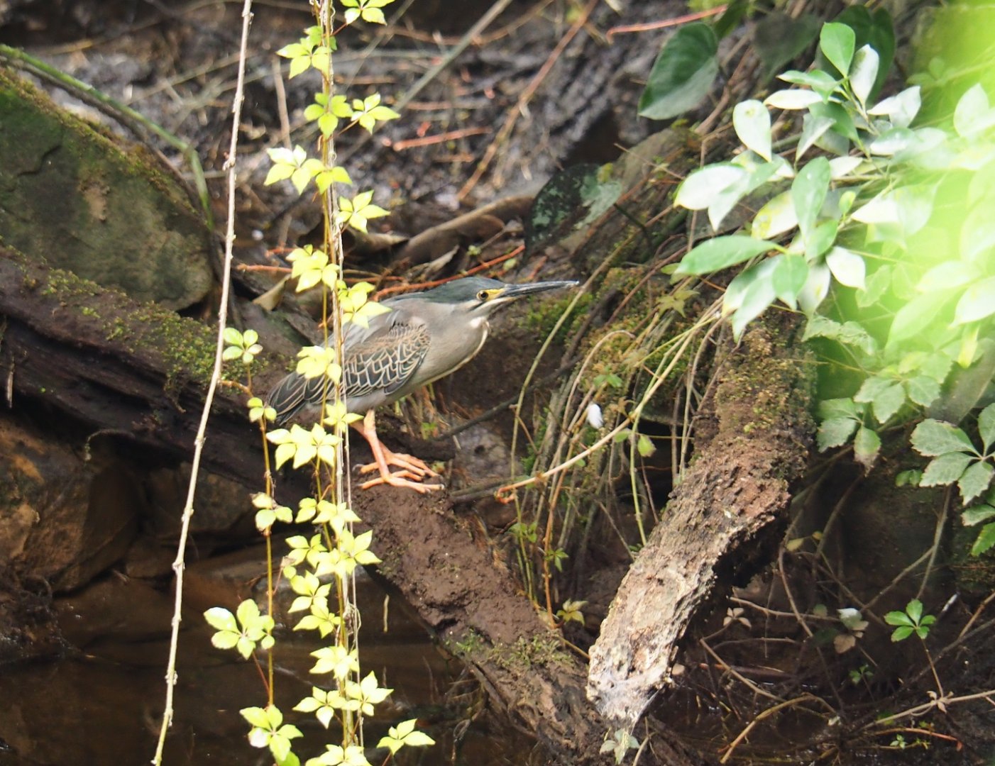 Striated heron (Butorides striata), 2019-06-26