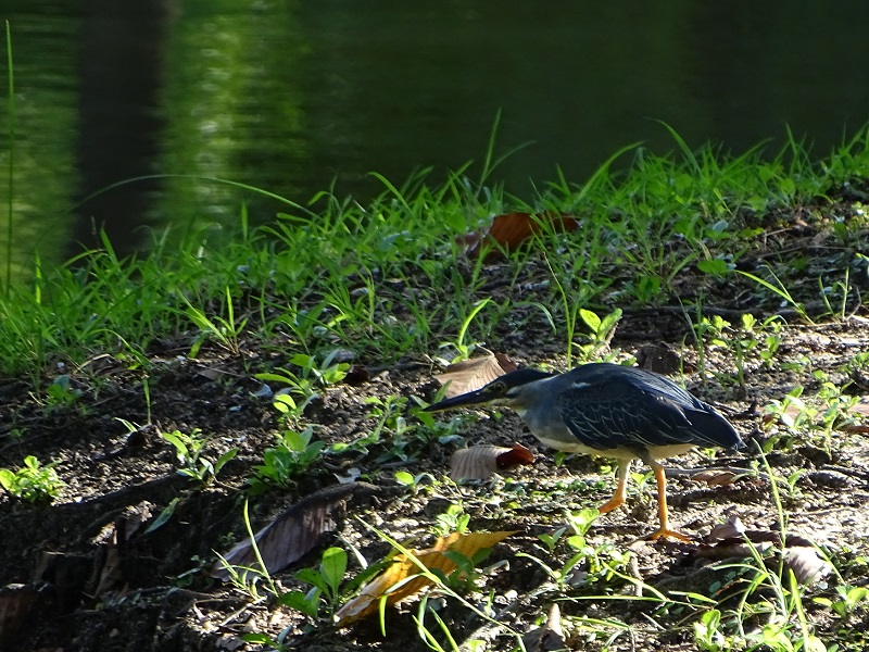 Striated heron (Butorides striata javanica)