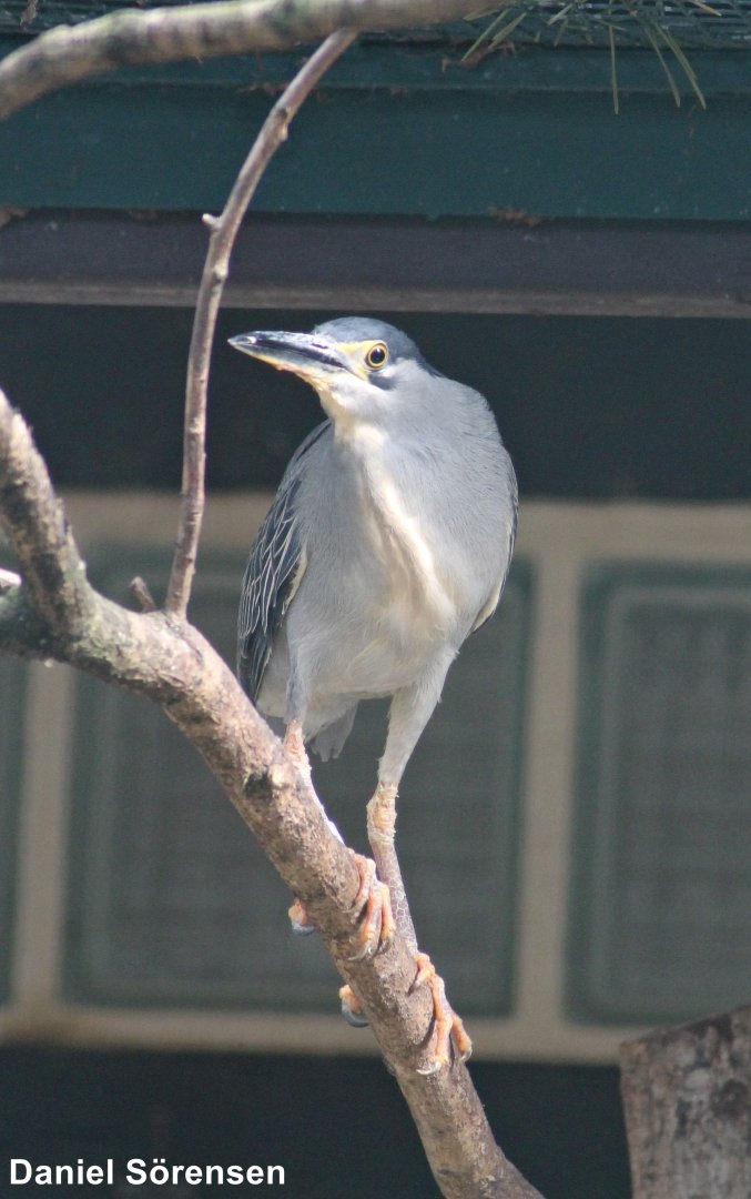 Striated heron (Butorides striata)