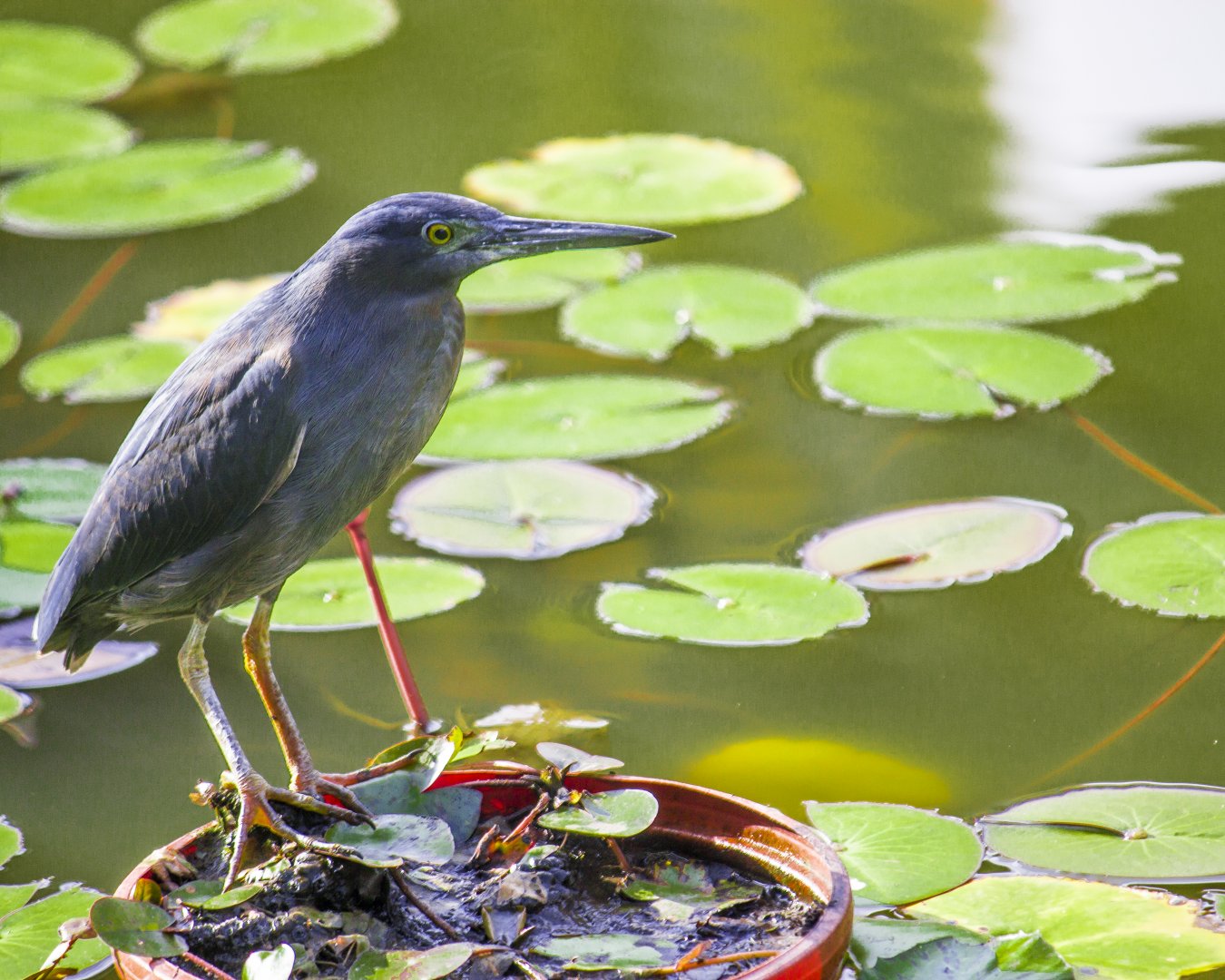 Striated heron, Butorides striata