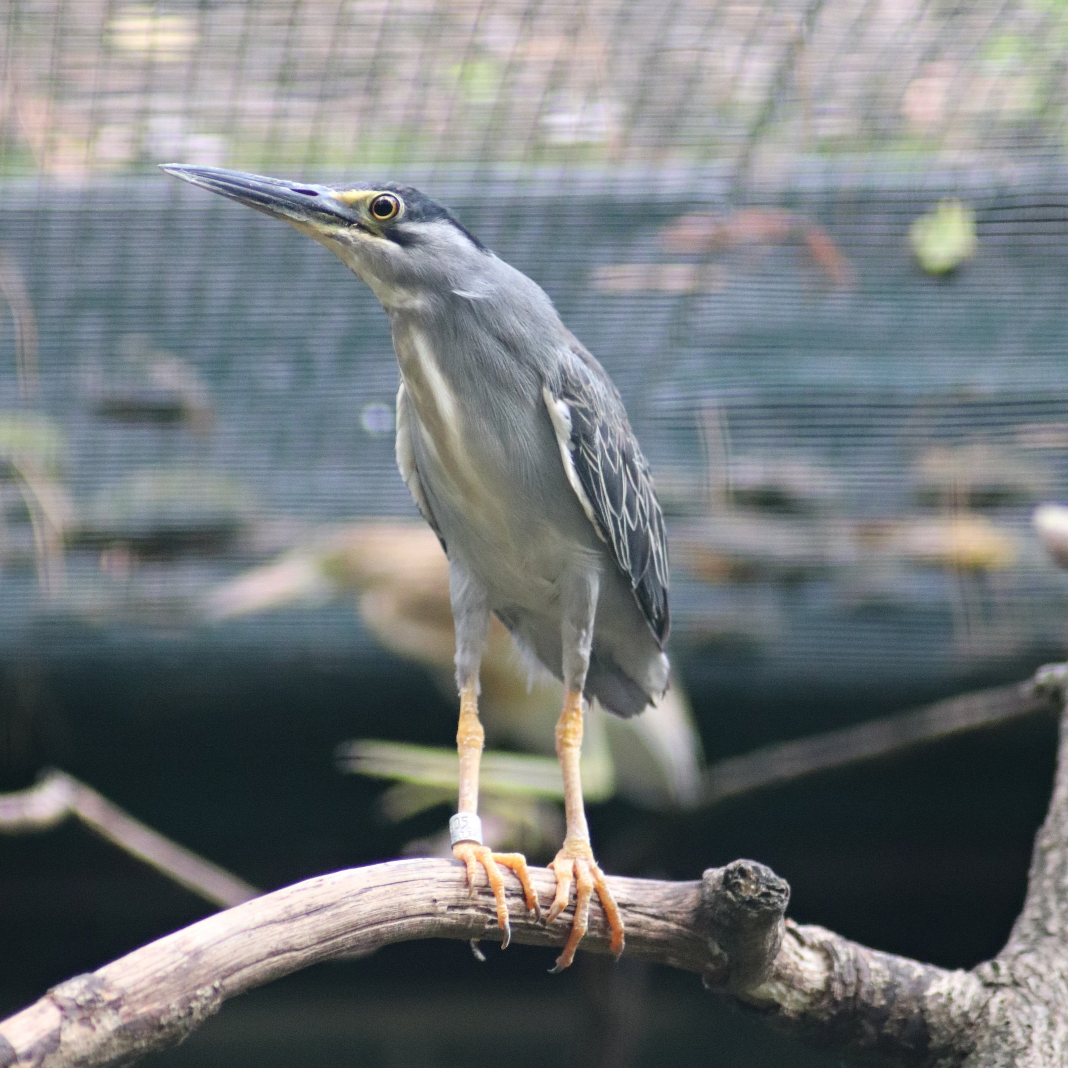 Striated heron (Butorides striata)