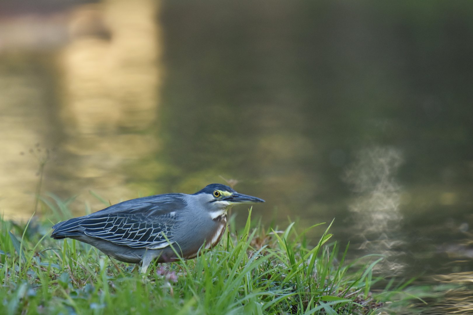 Striated heron (Butorides striata)