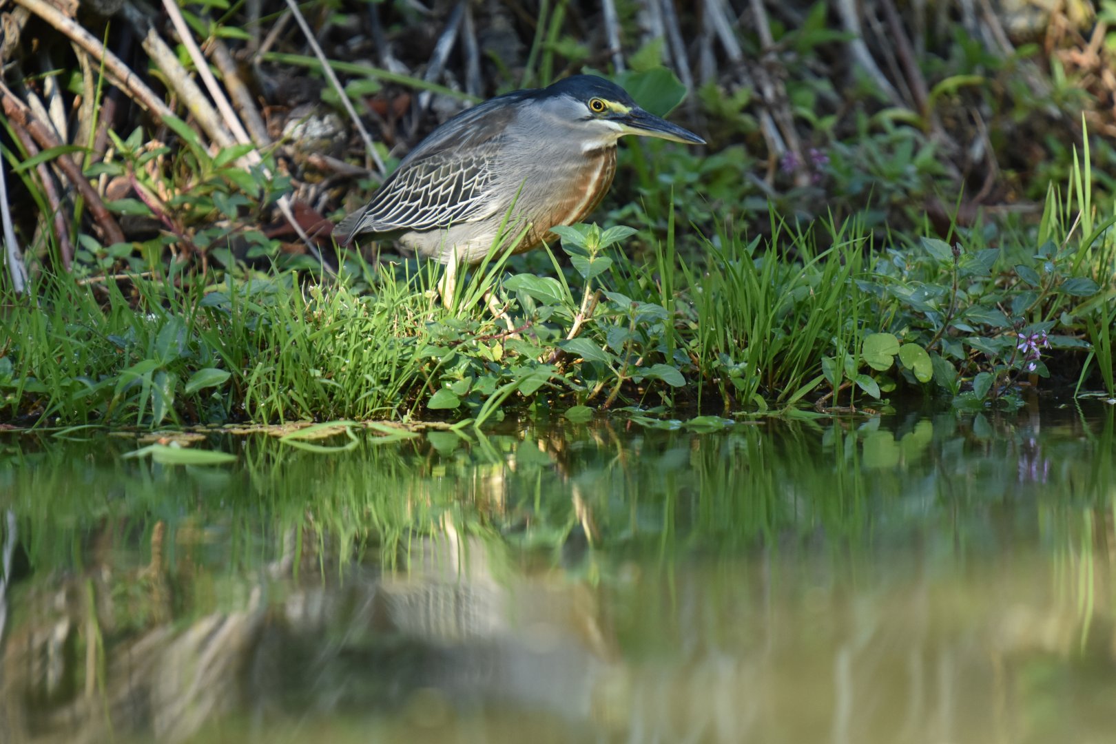 Striated heron (Butorides striata)