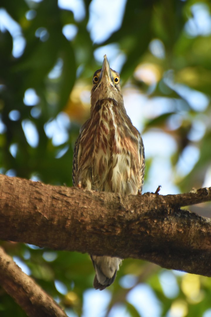 Striated Heron (Butorides striata)