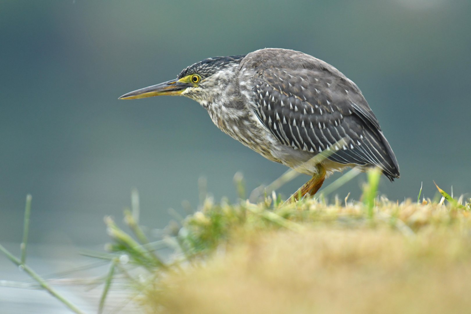 Striated Heron (Butorides striata)