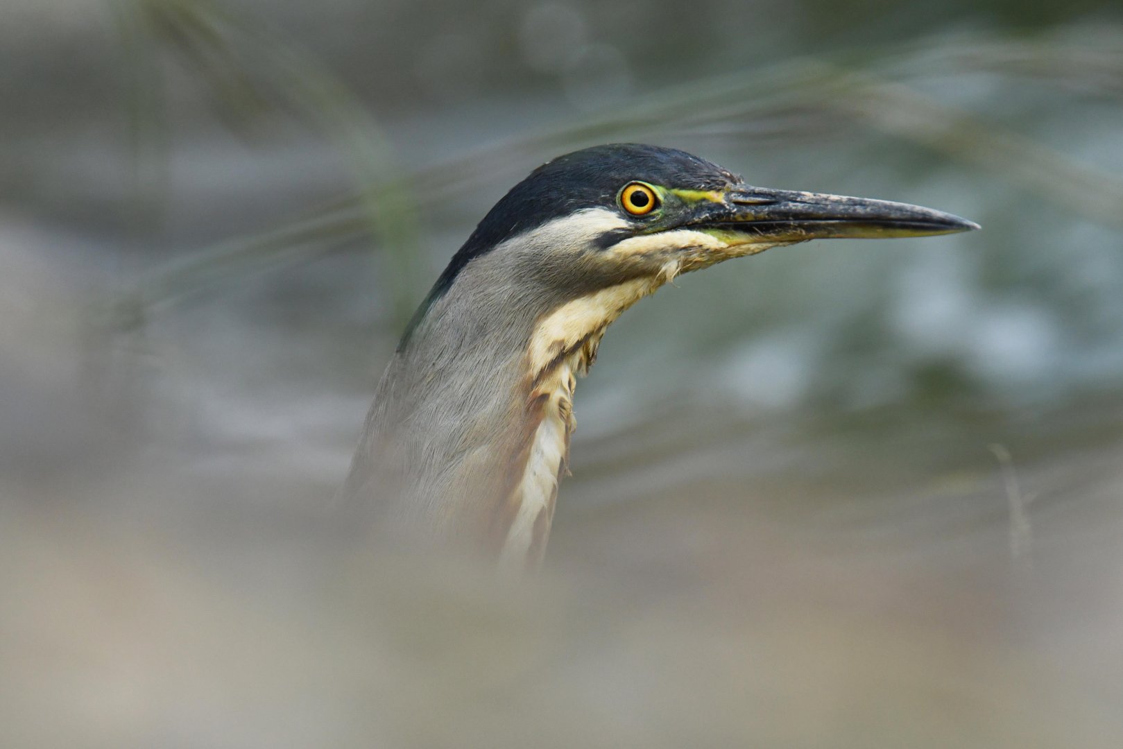 Striated Heron (Butorides striata)