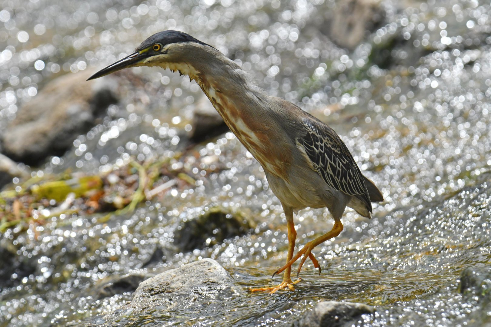 Striated Heron (Butorides striata)