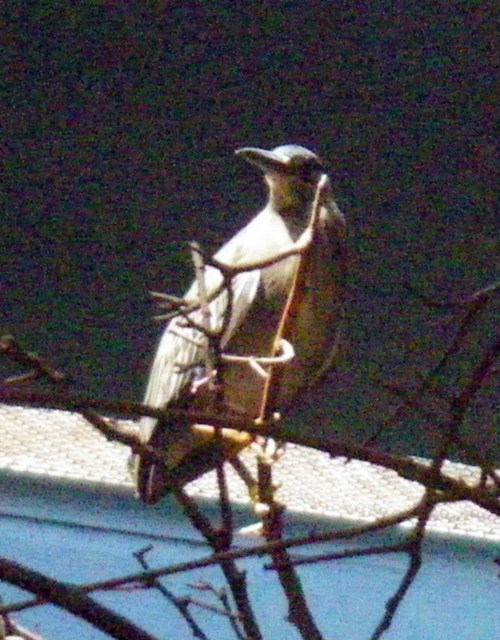 Striated Heron (Butorides striatus)