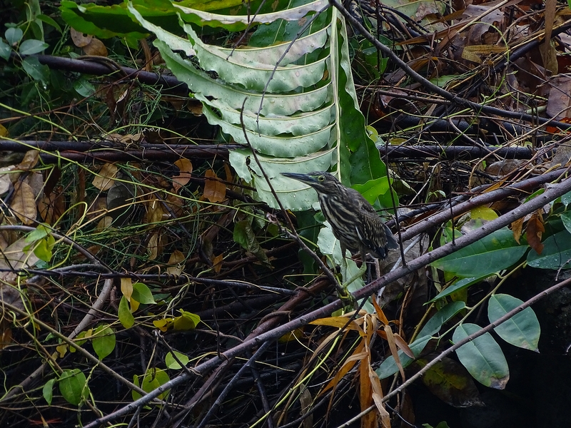 Striated heron (juvenile)