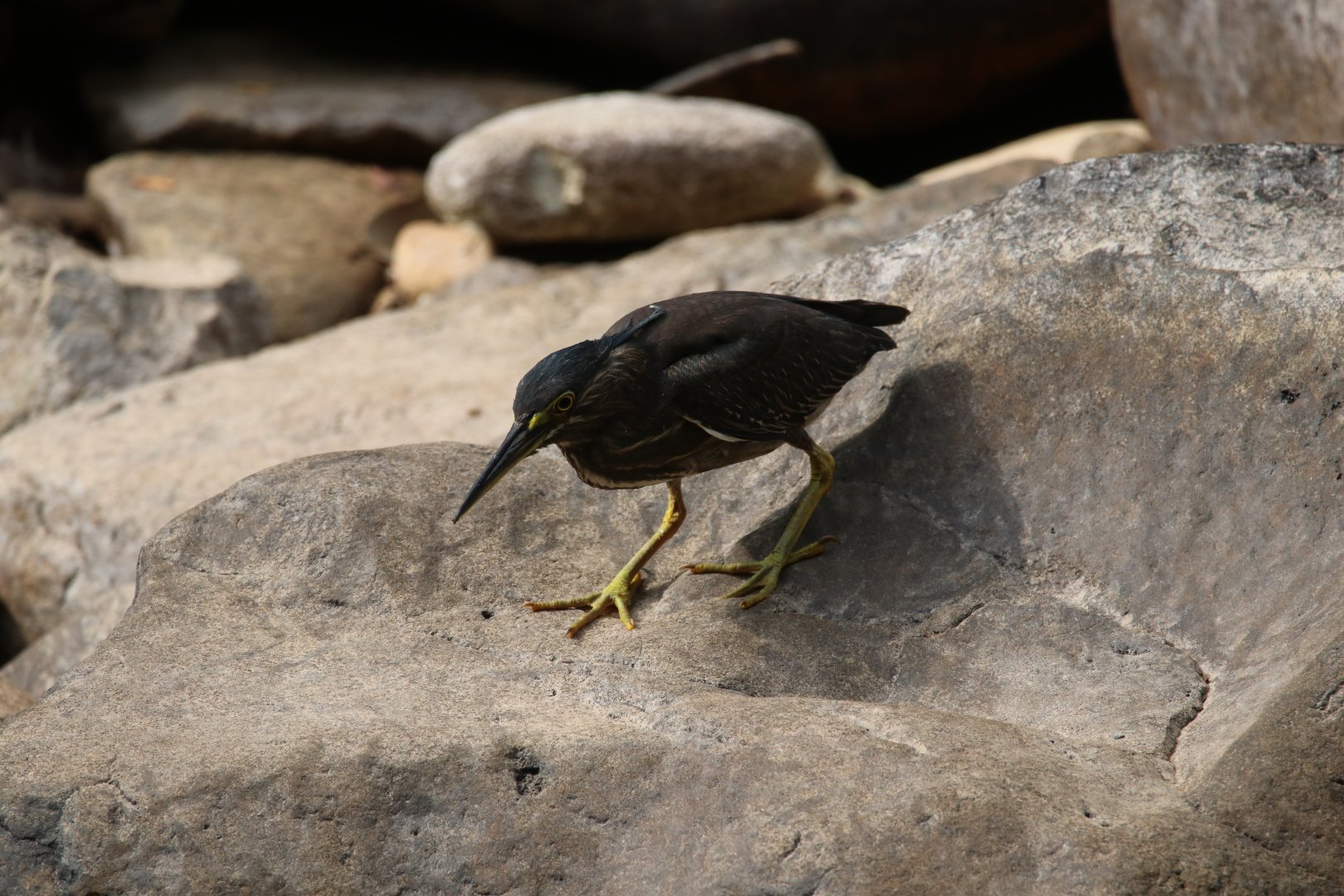 Striated Heron (Koh Chang)