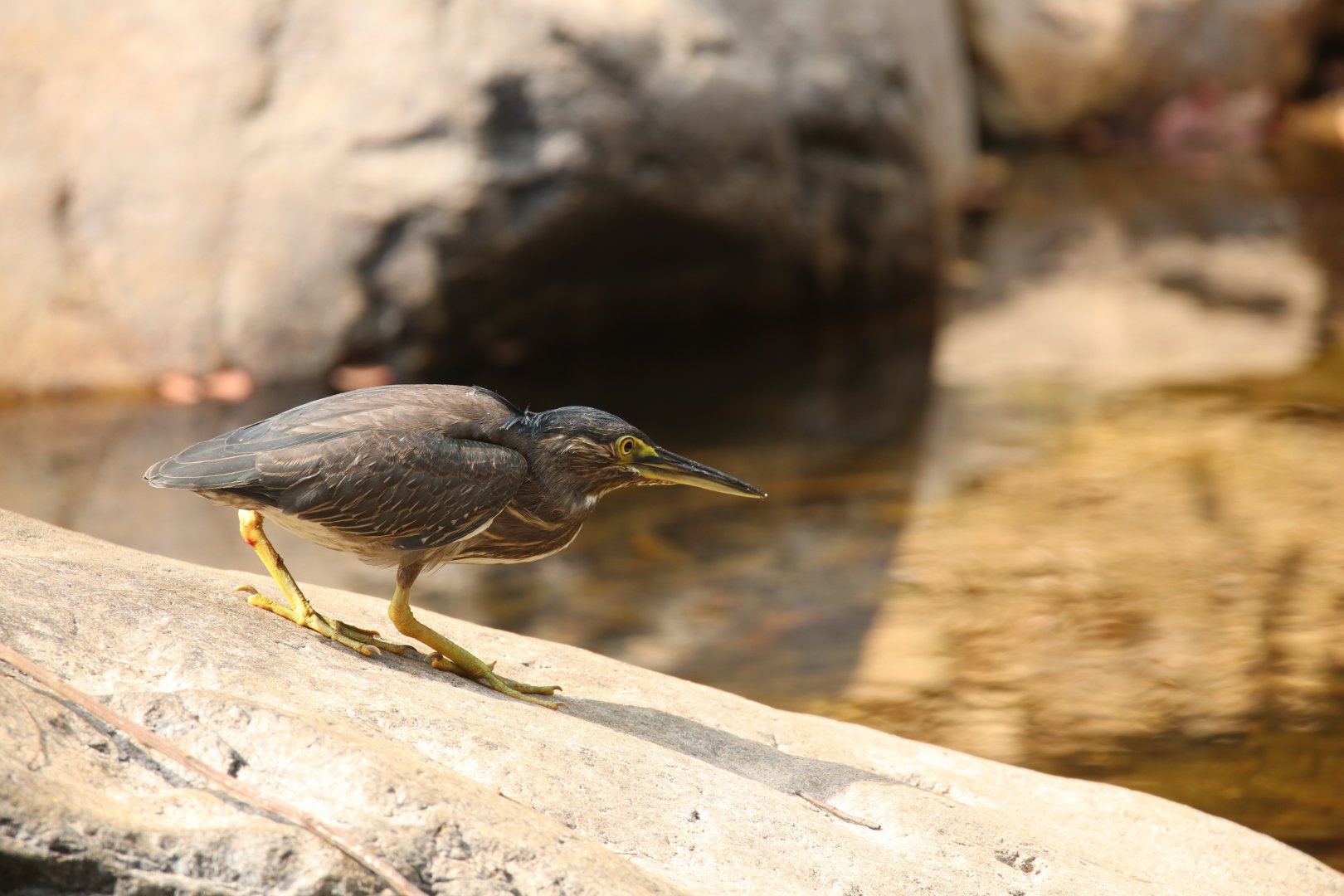 Striated Heron (Koh Chang)