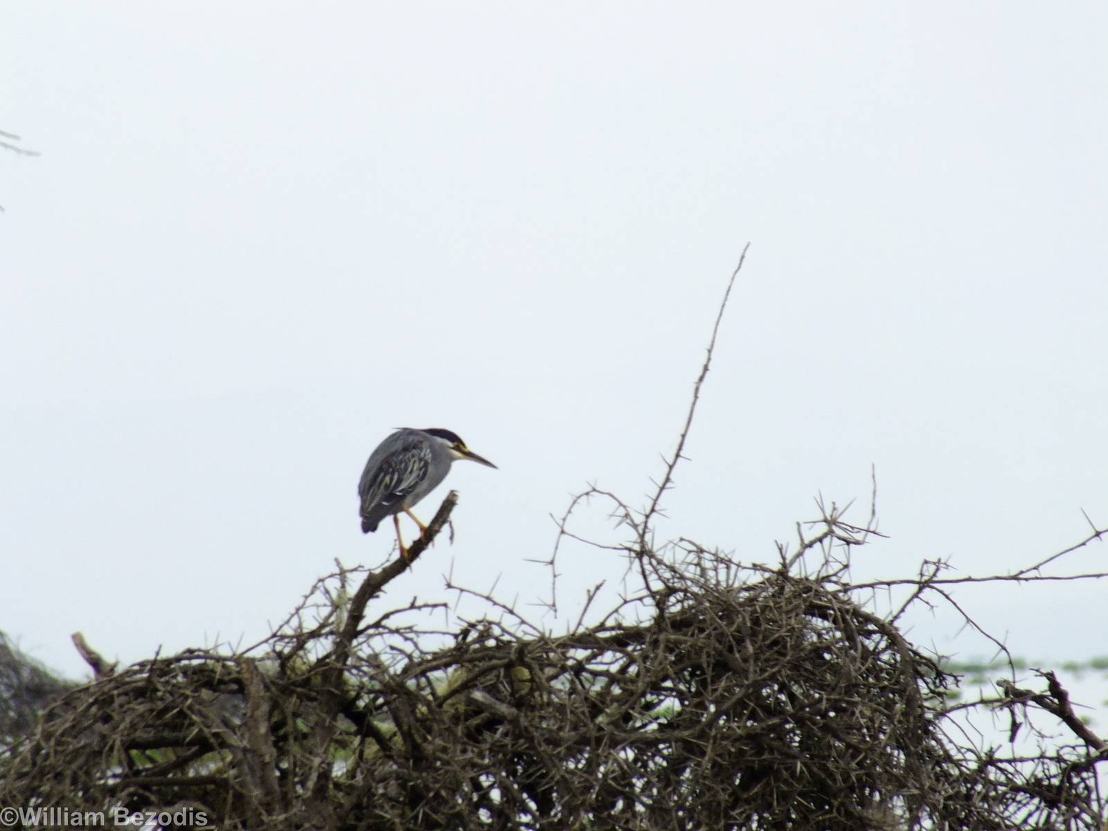 Striated Heron - Lake Naivasha