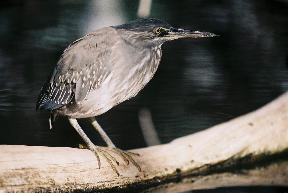 Striated Heron Valencia