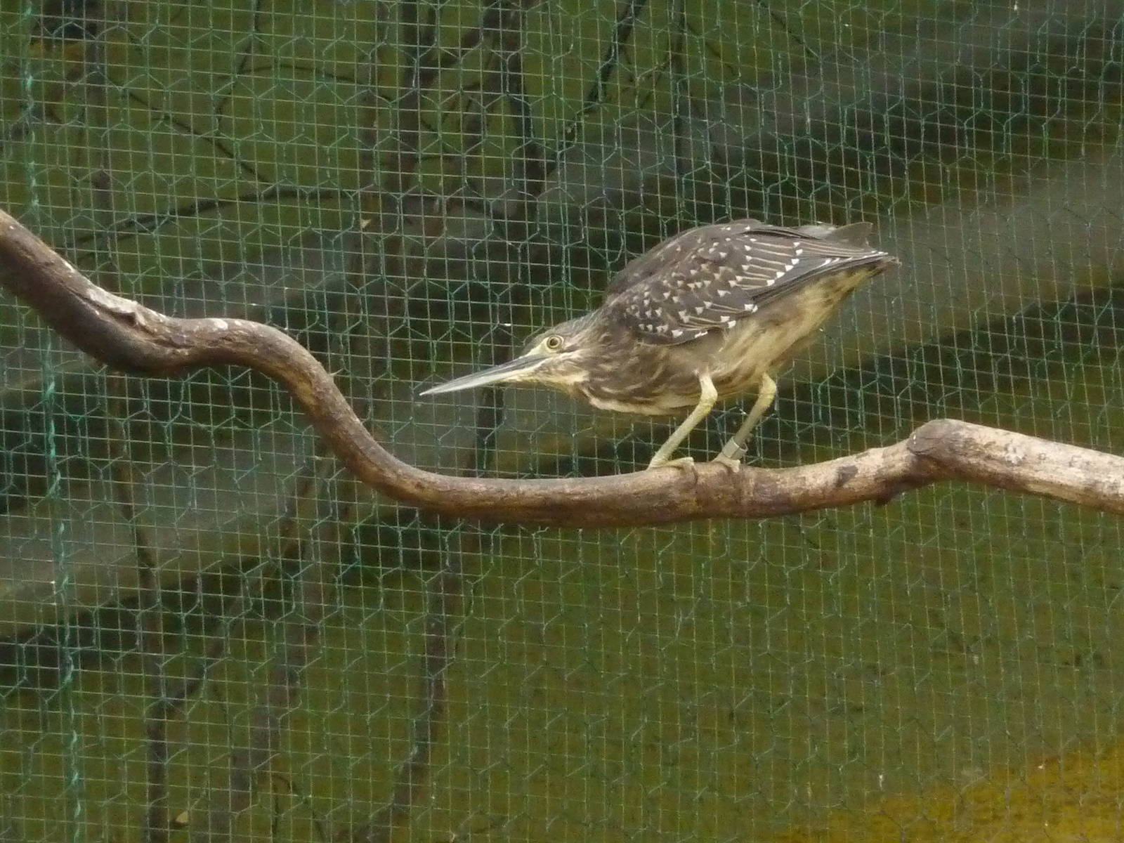 Striated Heron