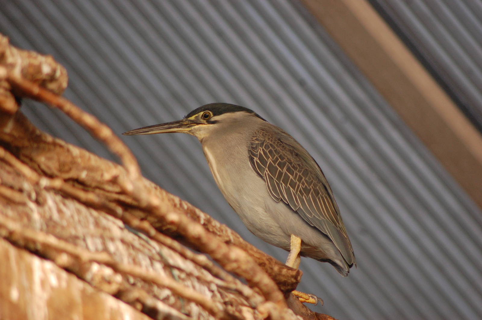 Striated Heron