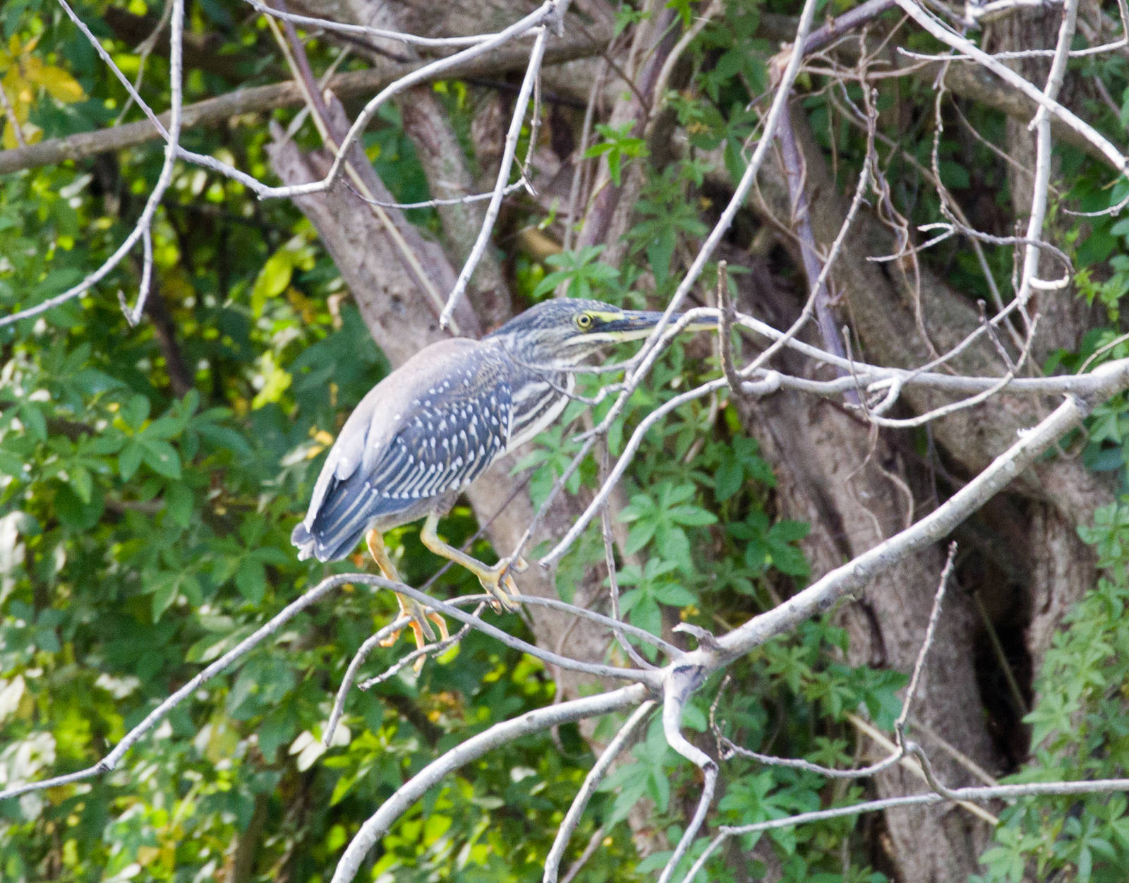Striated Heron