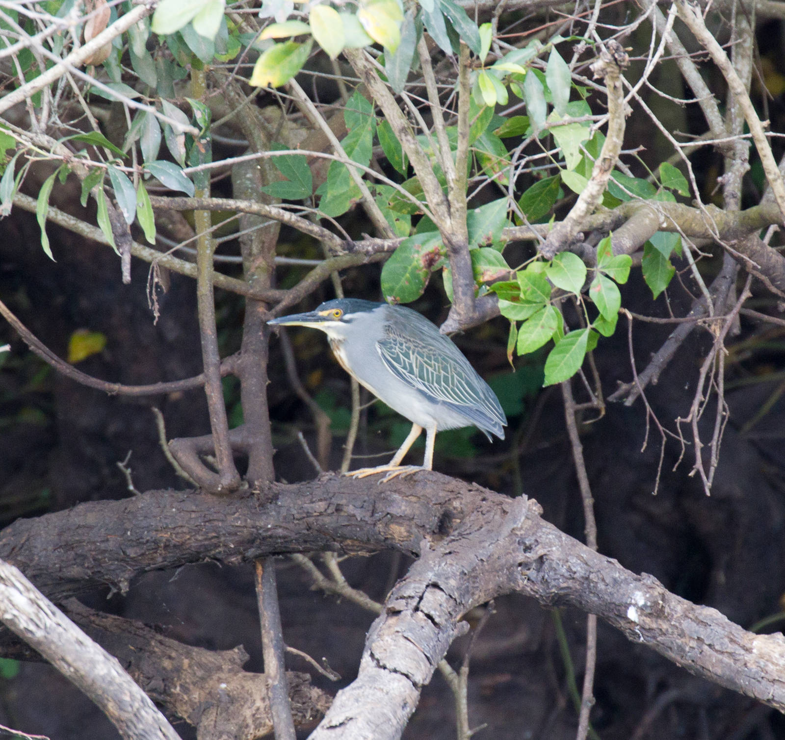 Striated Heron