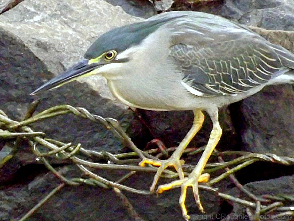 Striated Heron