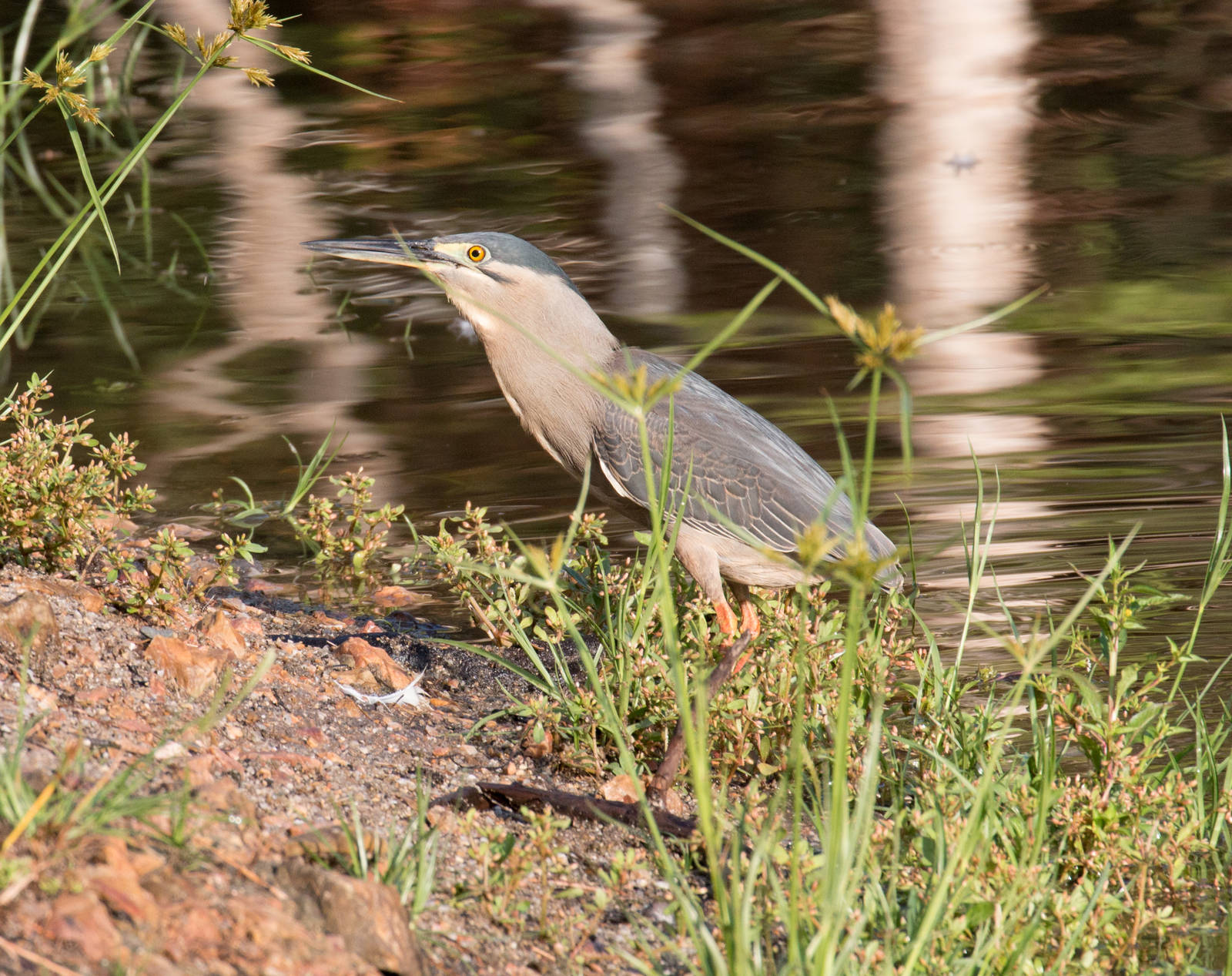 Striated Heron