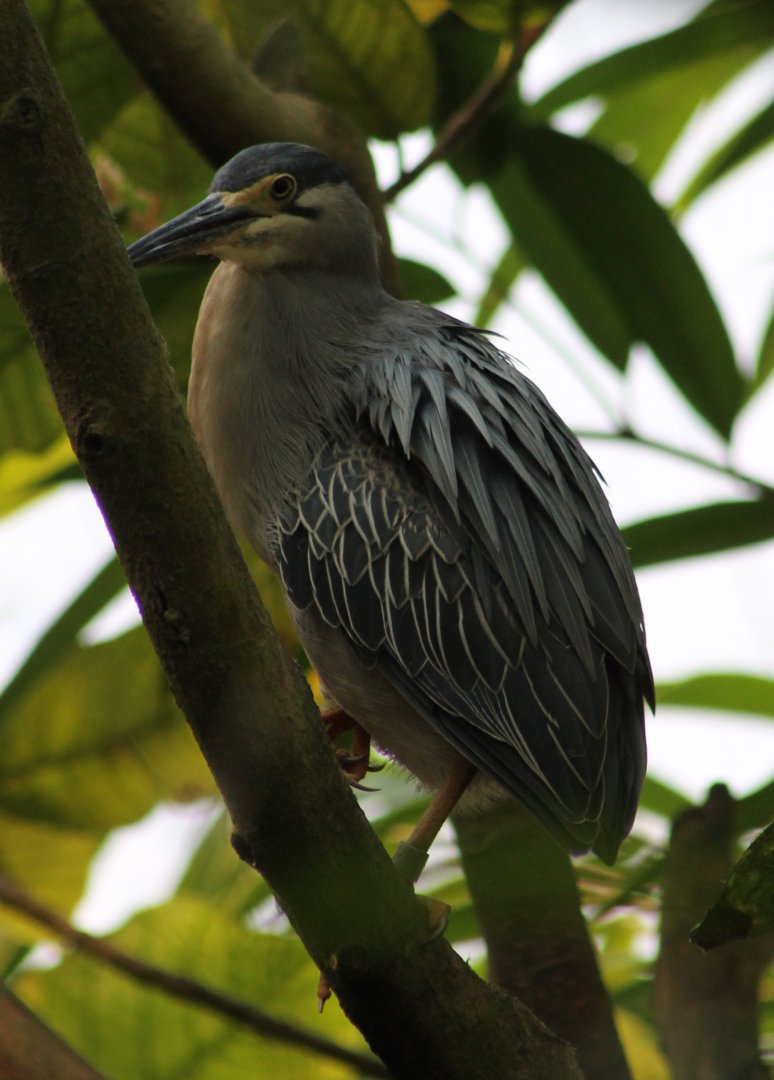 Striated heron