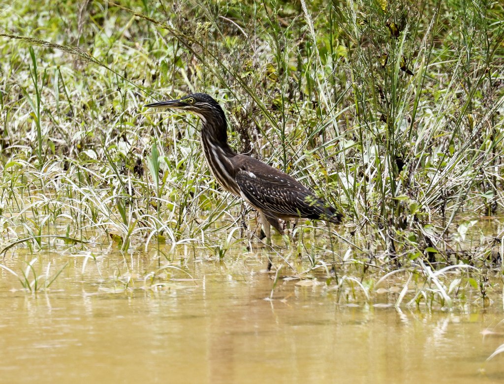 Striated Heron