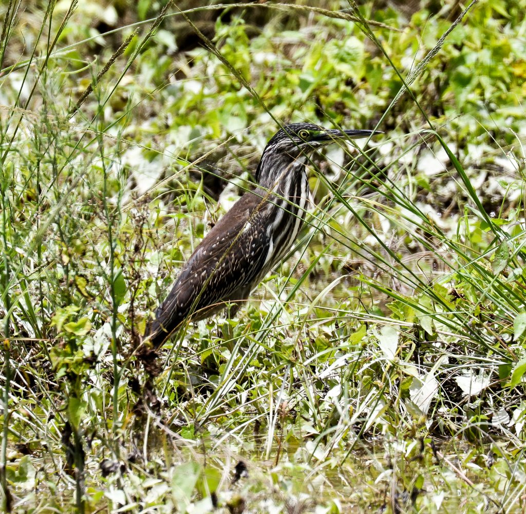 Striated Heron