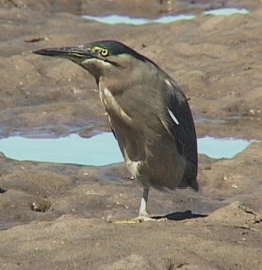 Striated heron
