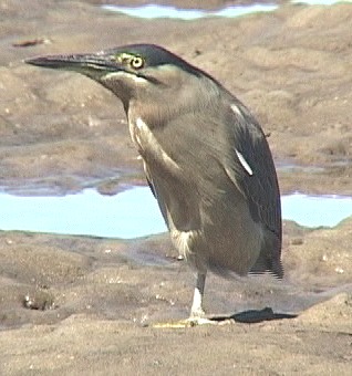 Striated heron