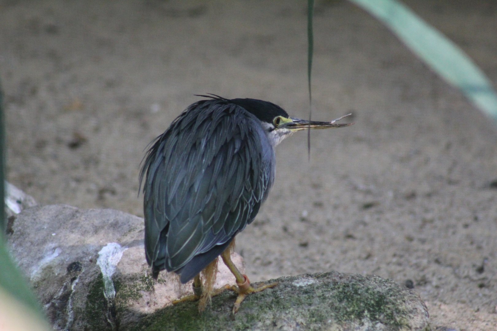 Striated Heron