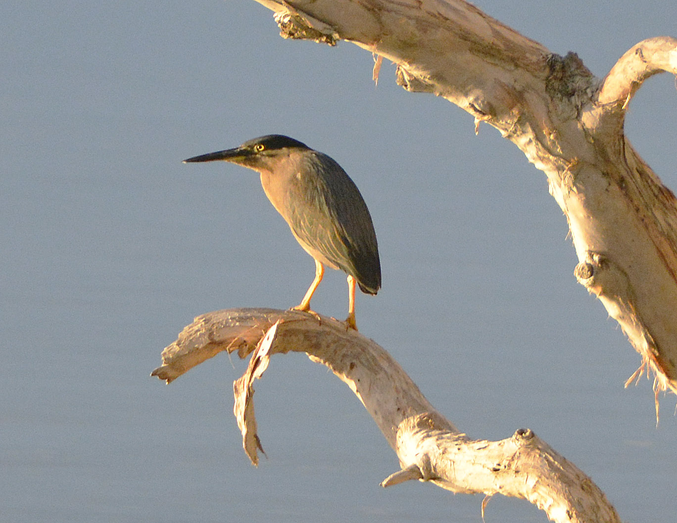 Striated heron