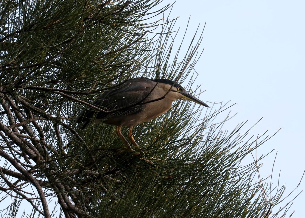 Striated Heron