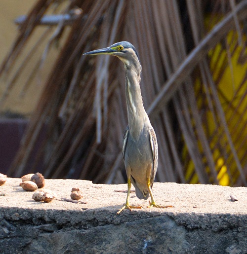 Striated heron ?
