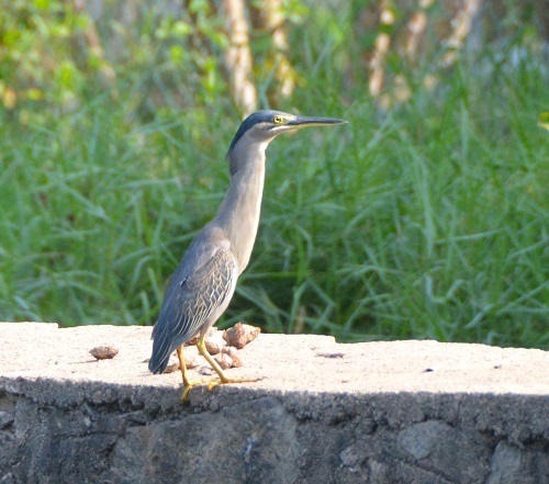 Striated heron  ?