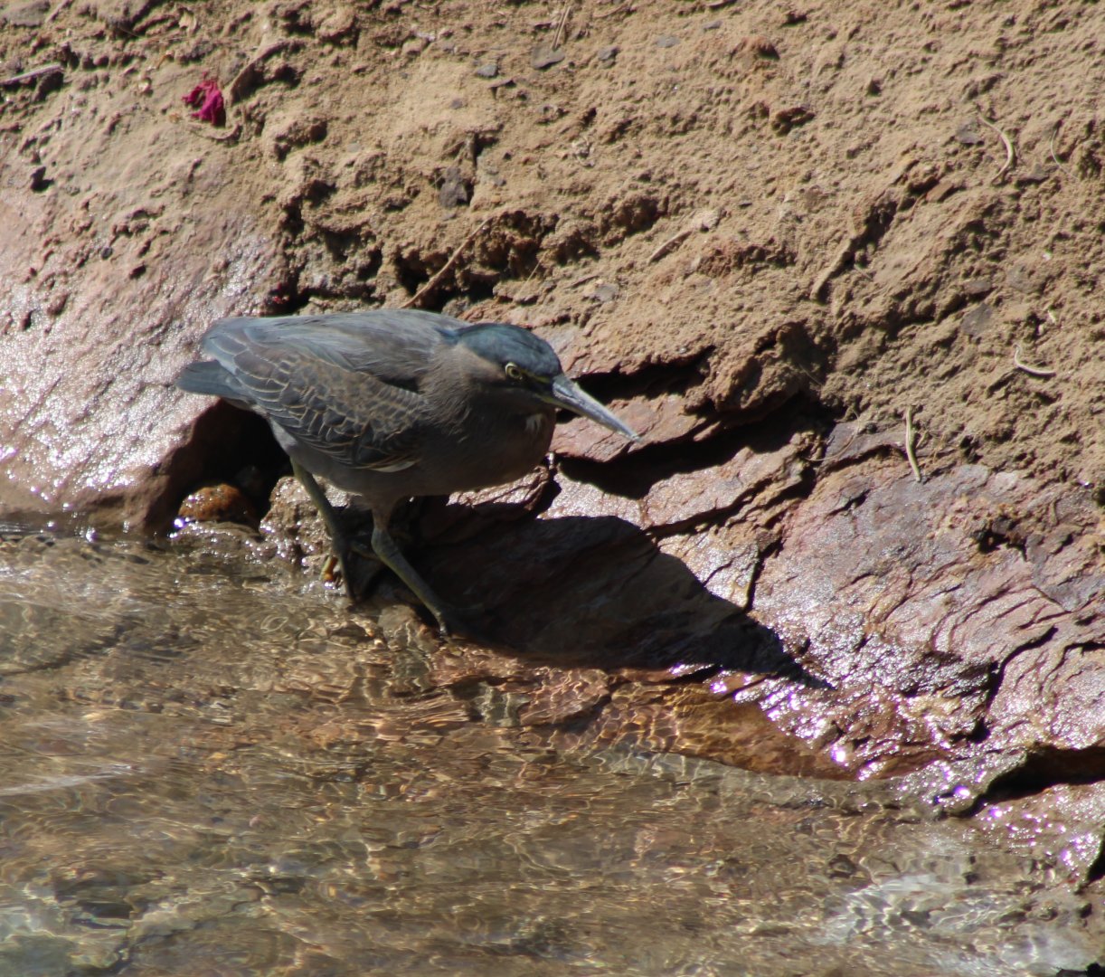 Striated heron