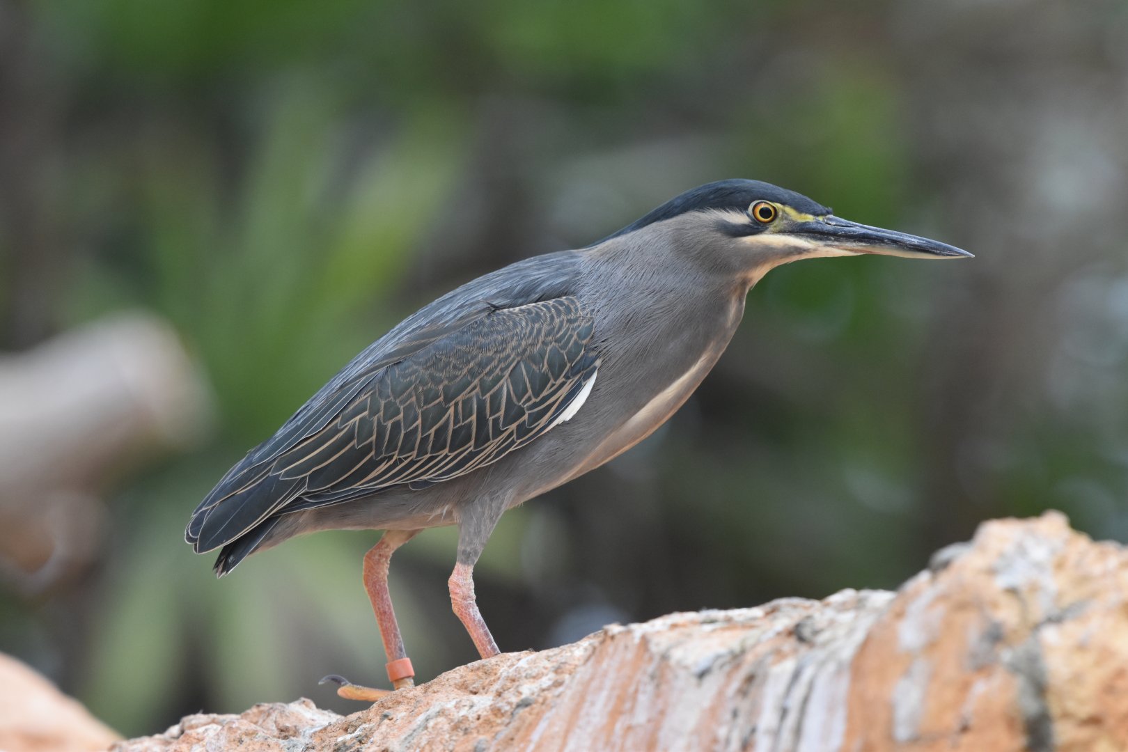 Striated heron