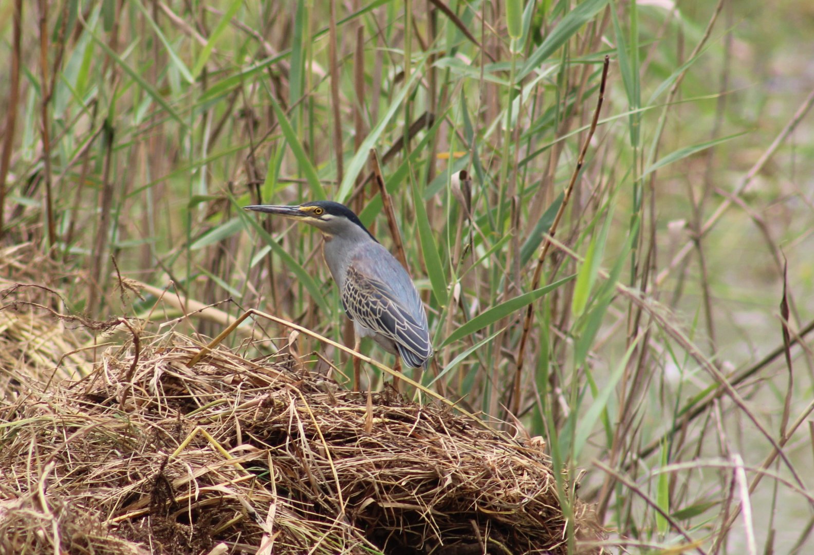 Striated heron