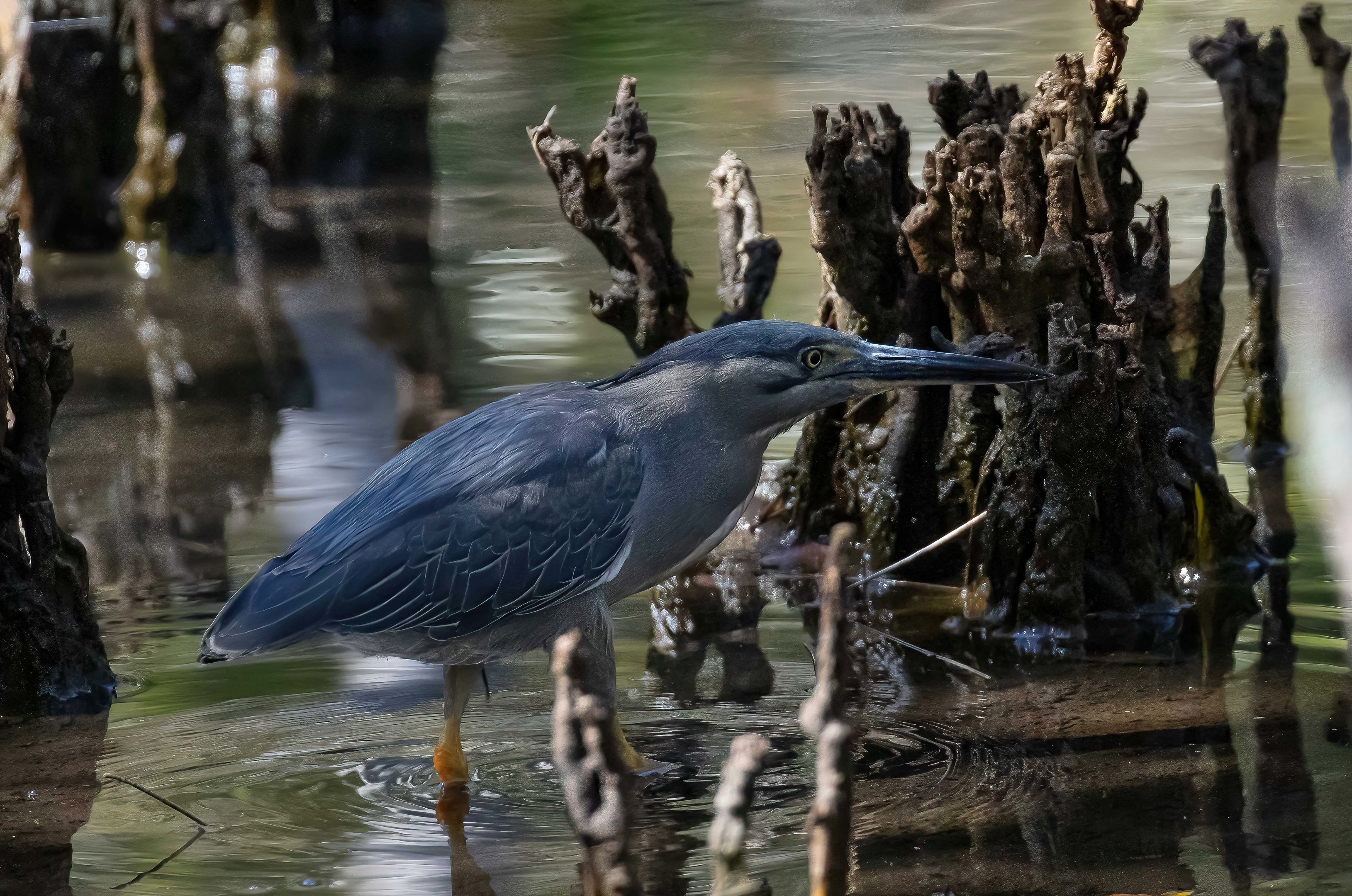 Striated Heron