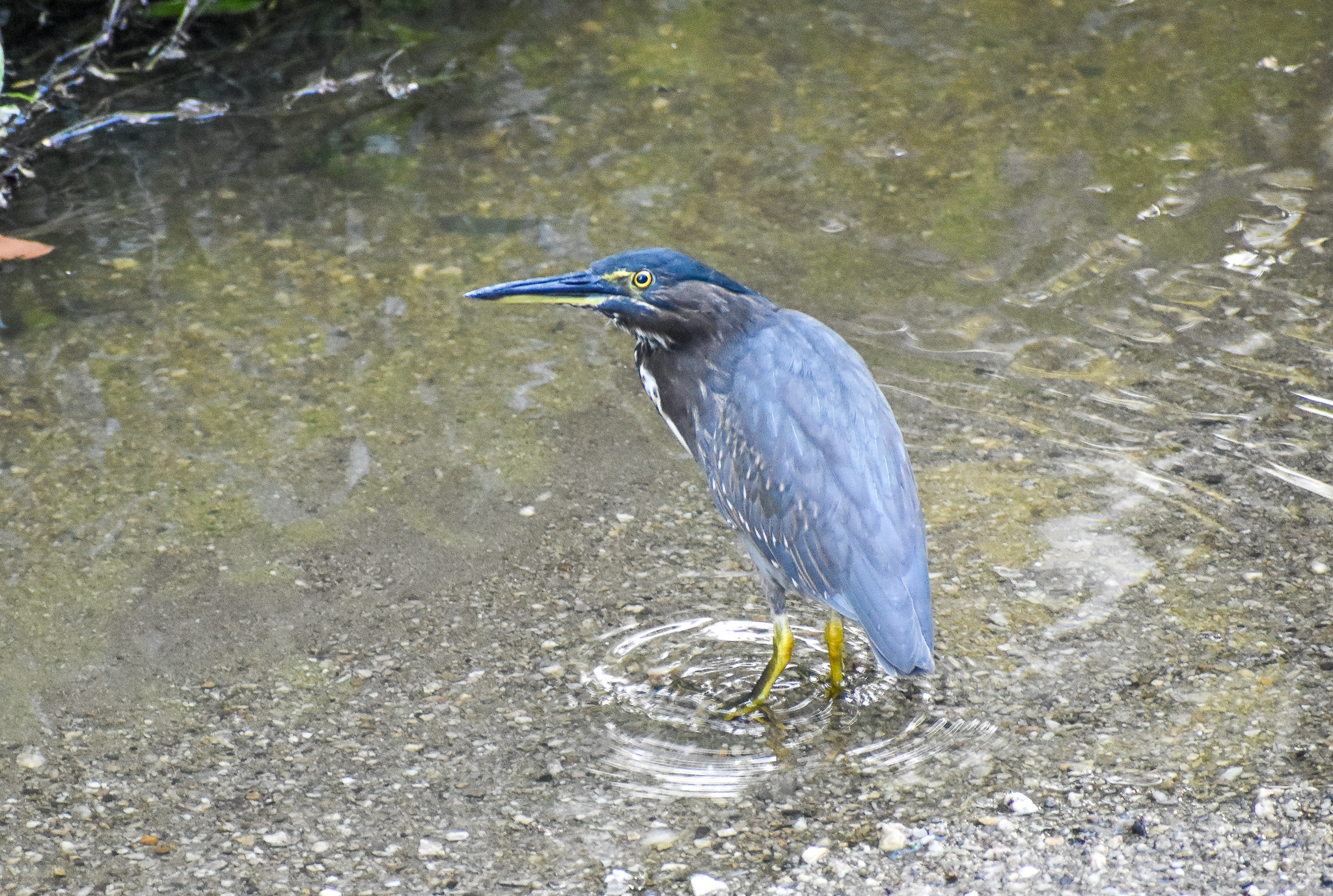 Striated Heron