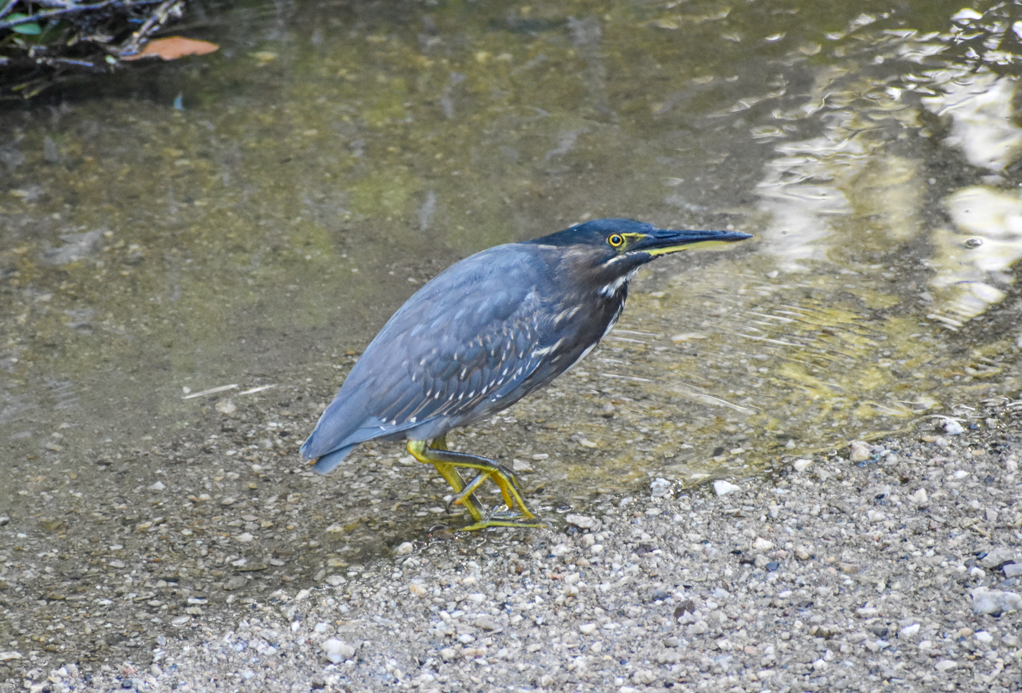 Striated Heron