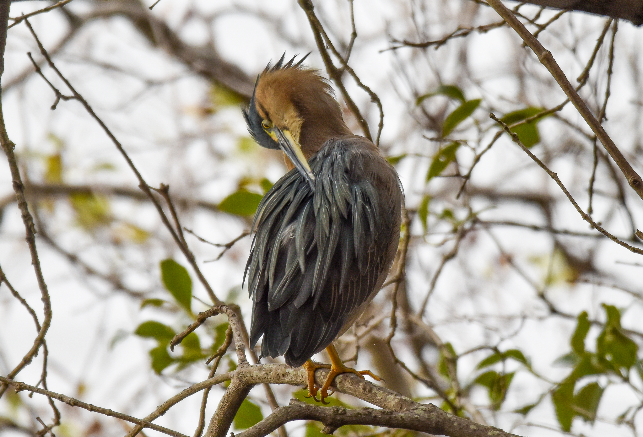 Striated Heron