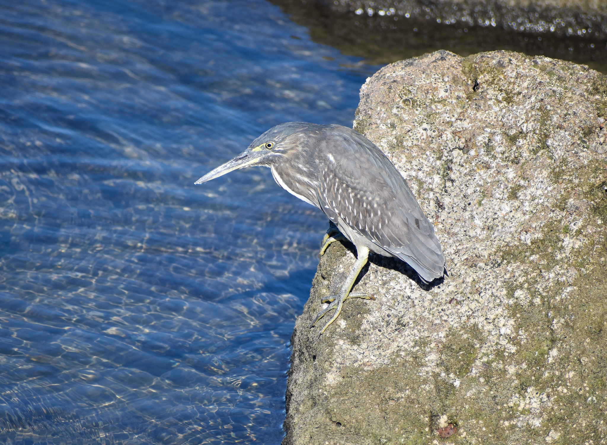Striated Heron
