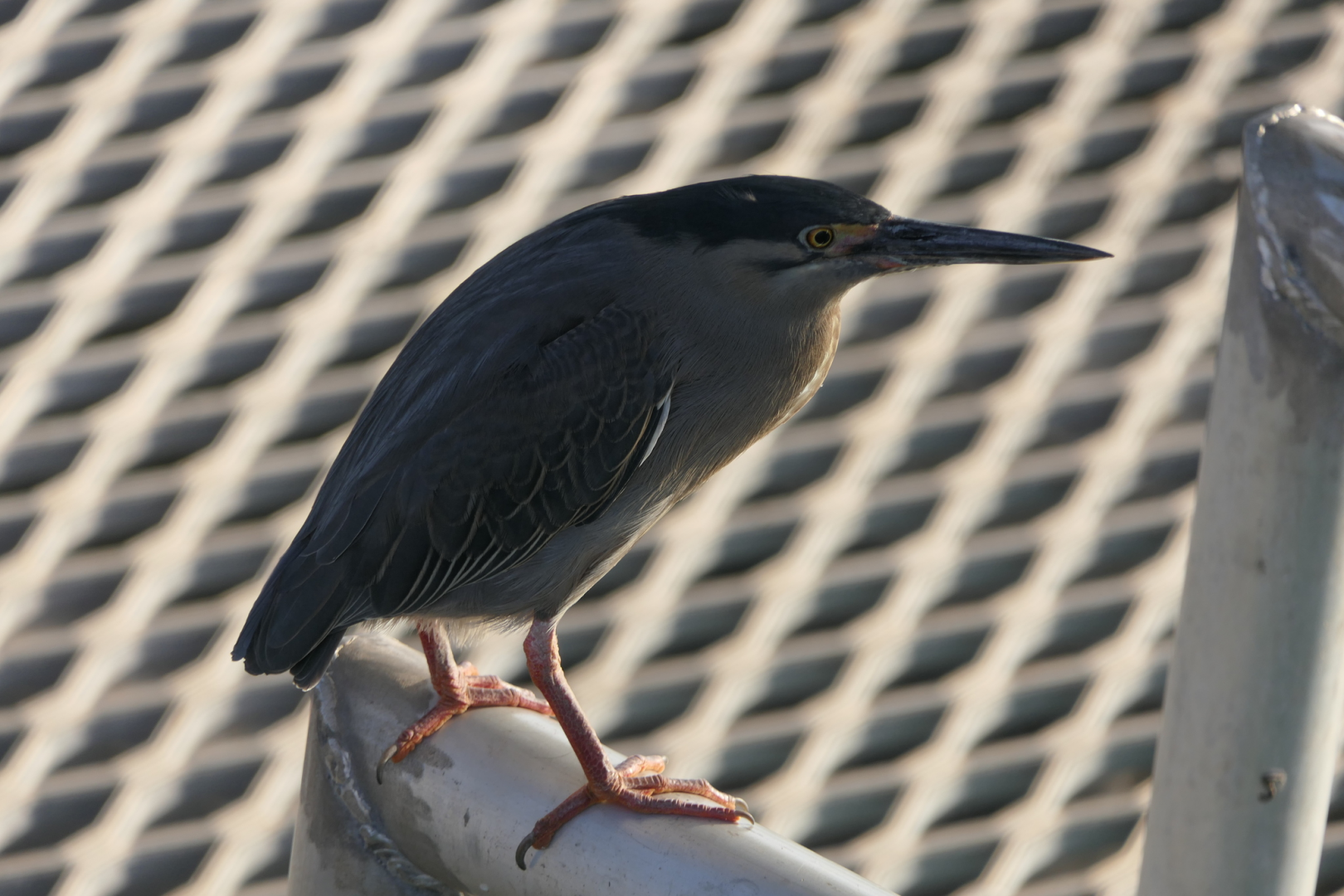 Striated Heron