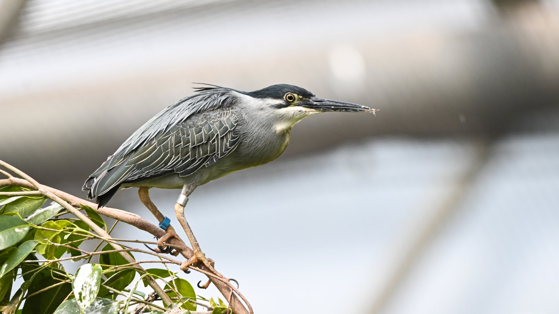 Striated heron