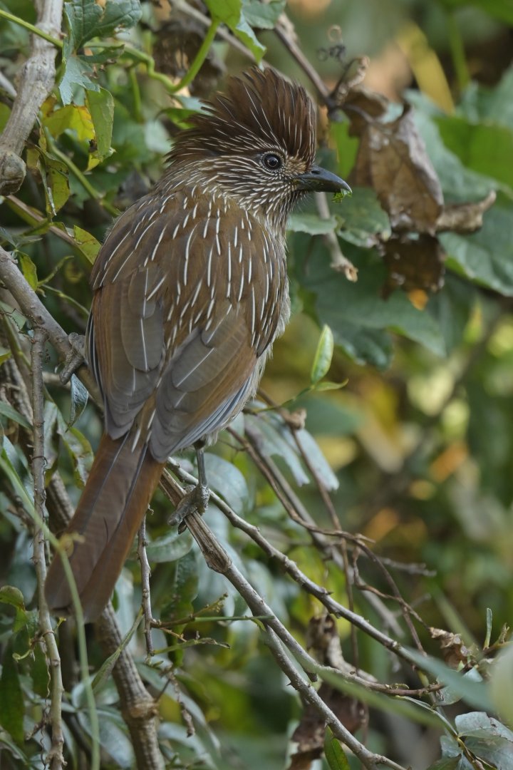 Striated Laughingthrush Grammatoptila striata