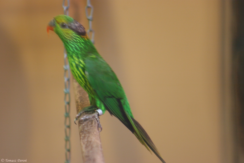 Striated Lorikeet (Charmosyna multistriata)