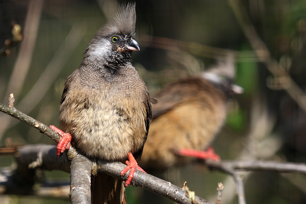Striated Mousebird at Welsh Mountain Zoo