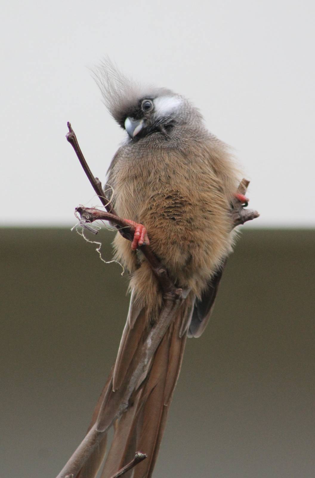 Striated mousebird